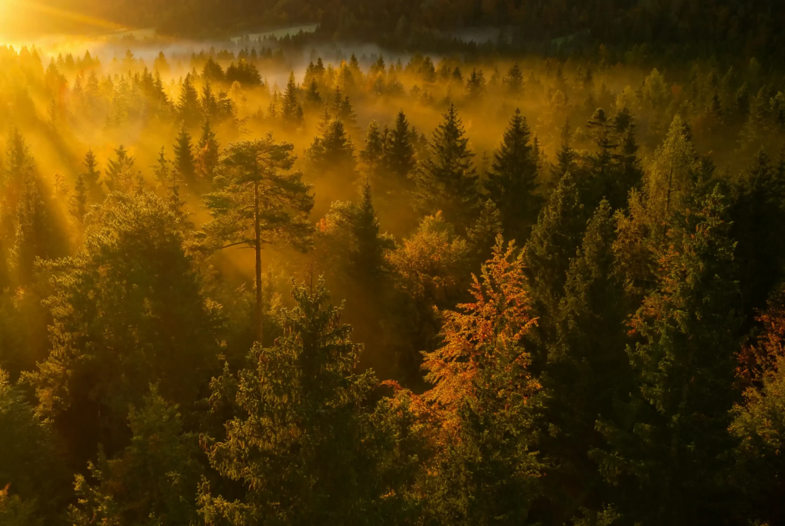 sun light in forest