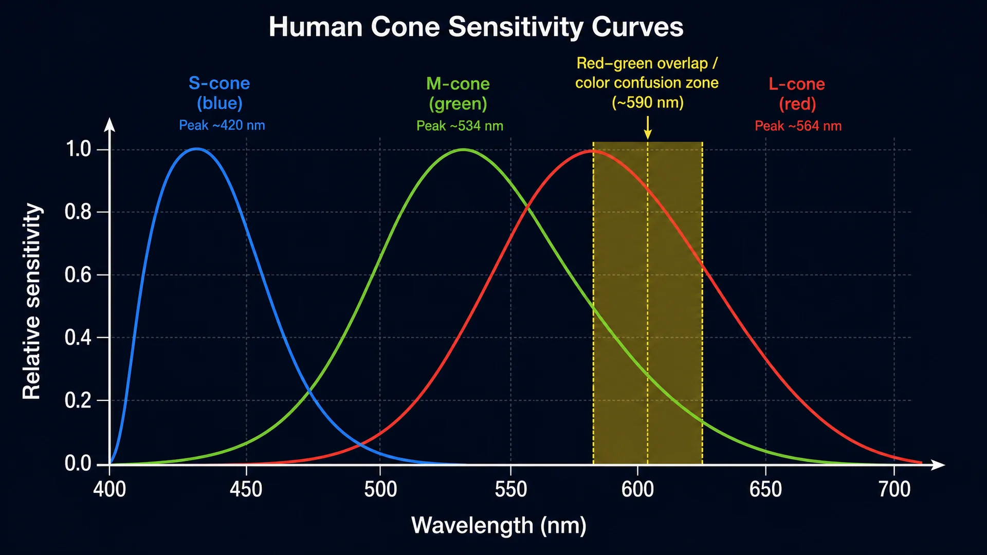 Cone sensitivity graph showing L and M cone overlap at 590 nm